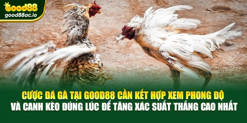Cược đá gà tại Good88 cần kết hợp xem phong độ và canh kèo đúng lúc để tăng xác suất thắng cao nhất