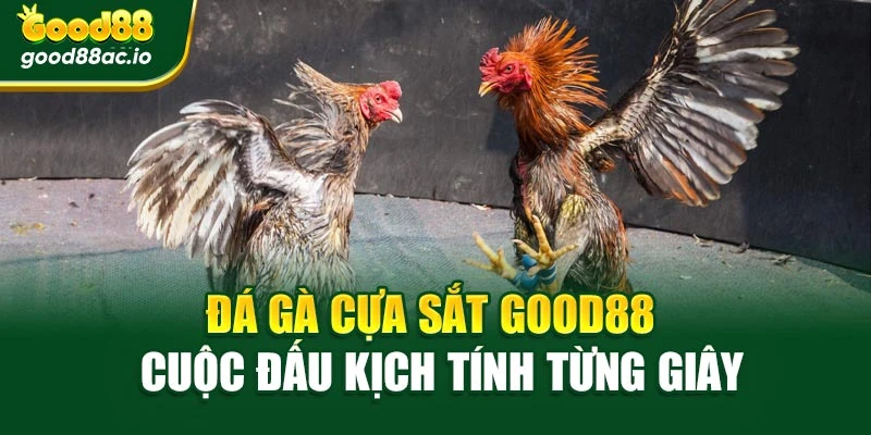 Đá Gà Cựa Sắt Good88 – Cuộc Đấu Kịch Tính Từng Giây