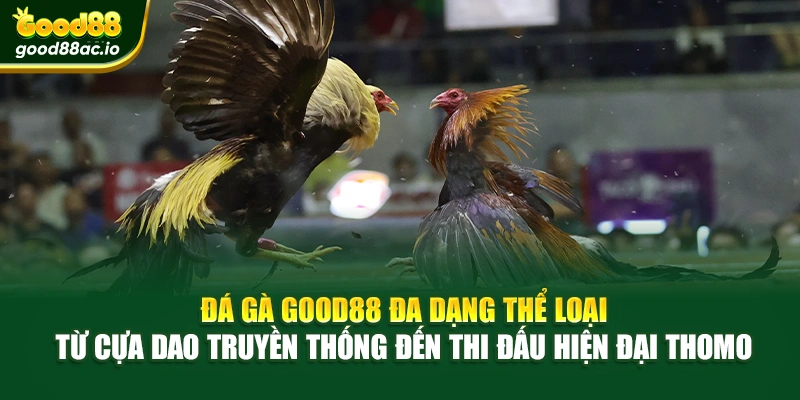 Đá gà Good88 đa dạng thể loại – từ cựa dao truyền thống đến thi đấu hiện đại Thomo