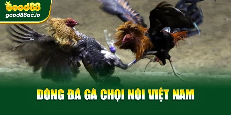 Dòng đá gà chọi nòi Việt Nam