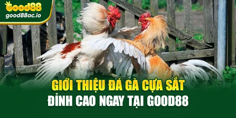 Giới thiệu đá gà cựa sắt đỉnh cao ngay tại Good88