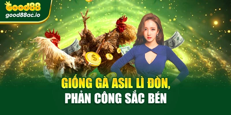 Giống gà Asil lì đòn, phản công sắc bén