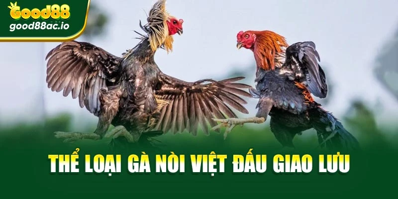 Thể loại gà nòi Việt đấu giao lưu