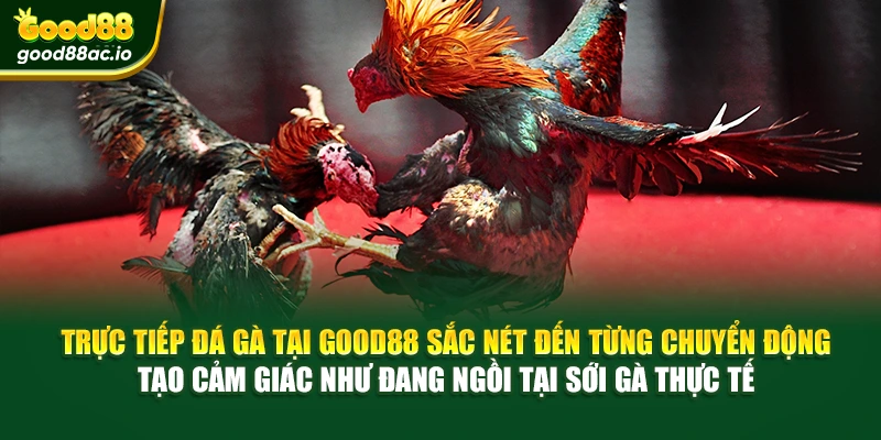 Trực tiếp đá gà tại Good88 sắc nét đến từng chuyển động, tạo cảm giác như đang ngồi tại sới gà thực tế